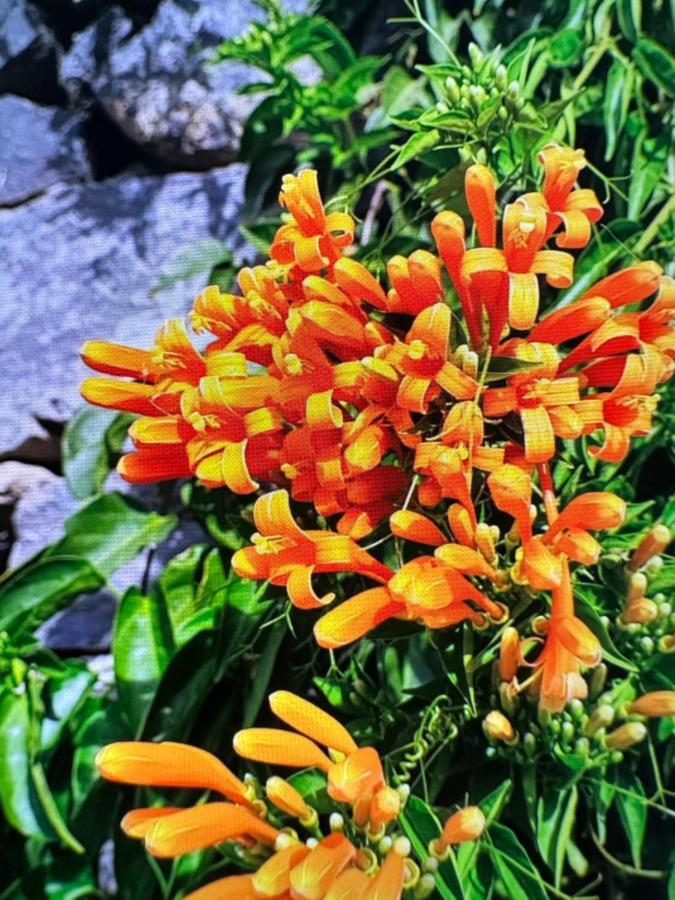 Splendid Star Tenerife 산미겔데아보나 외부 사진