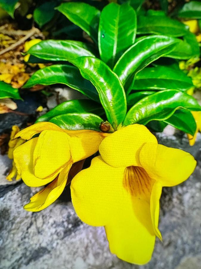 Splendid Star Tenerife 산미겔데아보나 외부 사진